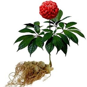 Ginseng- ի կազմով