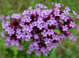 Verben տղամարդկանց համար